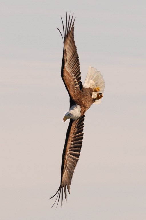 Free, American Bald Eagle in Flight